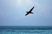 Fliegender Schwarzfuß-Albatros ueber dem Meer (00006808)