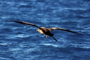 Fliegender Schwarzfuß-Albatros ueber dem Meer (00006809)