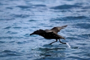 Startender Schwarzfuß-Albatros auf dem Meer (00006820)