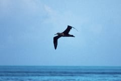 Fliegender Schwarzfuß-Albatros ueber dem Meer (00006807)