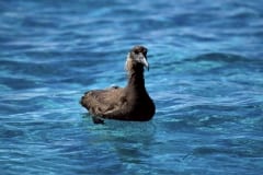 Blackfooted  albatross on the sea (00006813)