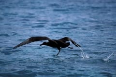 Startender Schwarzfuß-Albatros auf dem Meer (00006821)