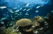 Schwarzspitzen-Riffhaie, Korallen und bunte Fische (00017582)
