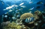 Schwarzspitzen-Riffhaie ziehen am Korallenriff vorbei (00017584)