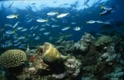 Schwarzspitzen-Riffhai, bunte Fische und Korallen (00017586)
