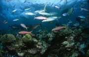 Schwarzspitzen-Riffhai mit bunten Korallenfischen (00017593)