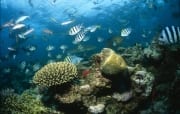 Schwarzspitzen-Riffhai haelt Ausschau am Korallenriff (00017597)