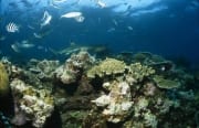 Schwarzspitzen-Riffhai schwimmt am Korallenriff entla (00017603)