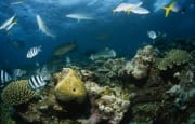 Schwarzspitzen-Riffhai im bunten Treiben des Korallen (00017604)