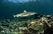 Schwarzspitzen-Riffhai schwimmt am Riff entlang (00018502)