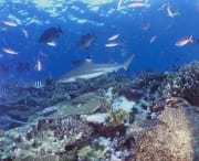 Schwarzspitzen-Riffhai und Korallenfische (00021220)