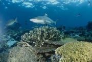 Schwarzspitzen-Riffhai im Korallenriff (00021235)