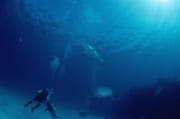 Schwarzspitzenhai sieht Taucher (00003200)
