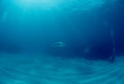 Schwarzspitzenhai sieht Taucher (00003206)