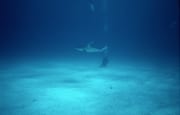 Taucher am Meeresboden schaut zum Schwarzspitzenhai (00007322)