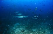 Silberspitzenhai dicht ueber dem Meeresboden (00017496)