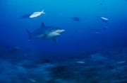 Silberspitzenhai im blauen Wasser der Beqa Lagoon (00017497)
