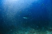 Silberspitzenhai schwimmt durch Luftblasen (00017499)