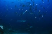 Silberspitzenhai schwimmt in einem Fischschwarm (00017504)