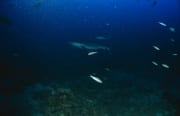 Silberspitzenhai patrouilliert am Shark Reef (00017508)