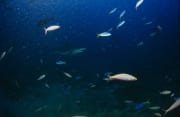 Silberspitzenhai inmitten von bunten Korallenfischen (00017512)