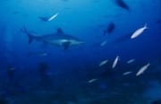 Silberspitzenhai patrouilliert am Shark Reef (00017515)