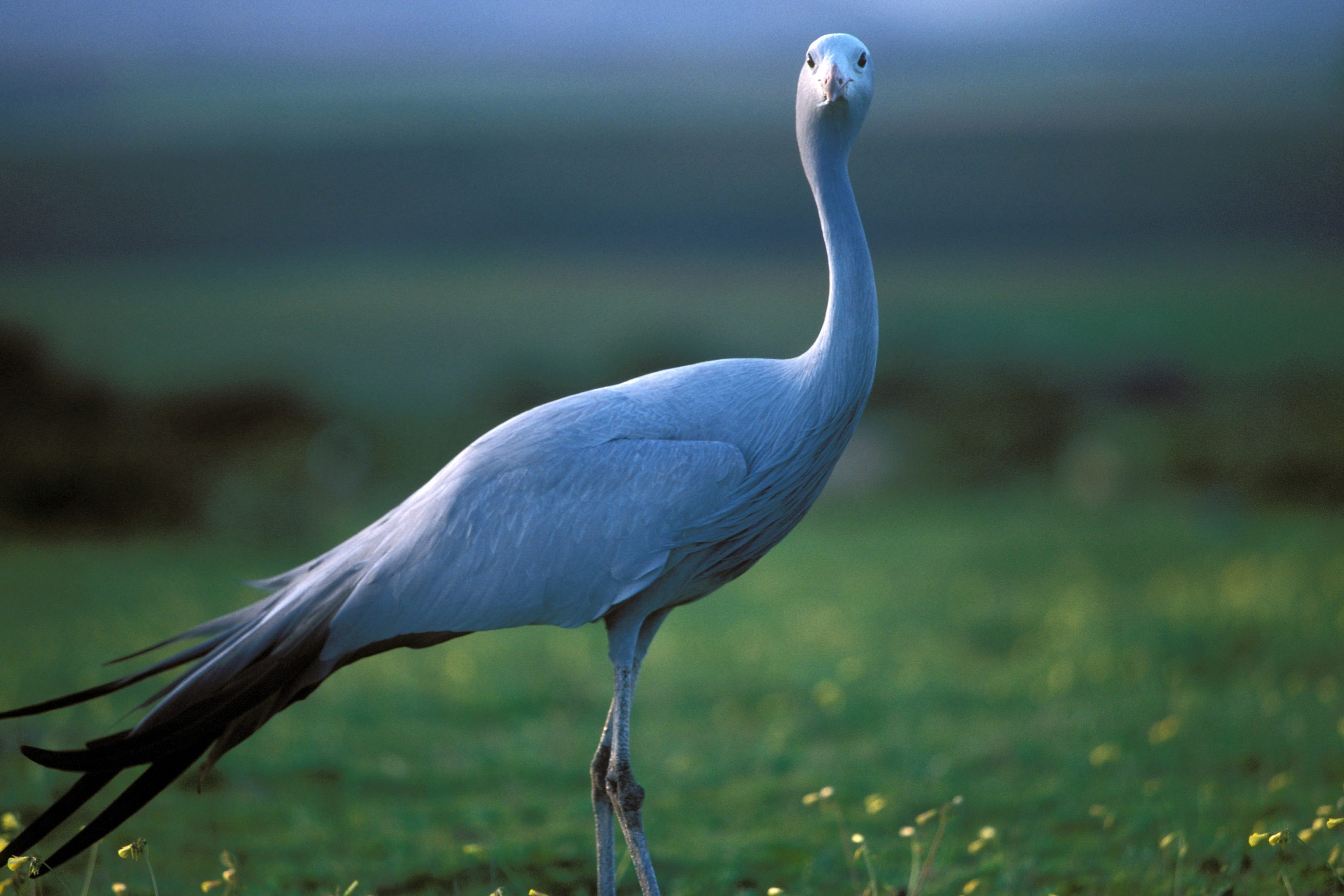 Blue Crane in the meadow (00011040)