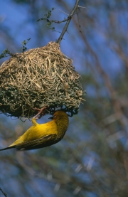 Kapweber am Nest (00016308)