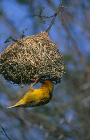 Kapweber baut ein Nest (00016309)