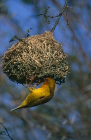 Kapweber beim kunstvollen Nestbau (00016312)