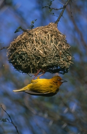 Kap-Webervogel beim Nestbau (00016315)