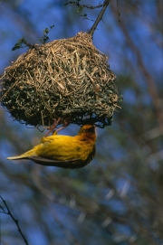 Kap-Webervogel am Nest (00016316)