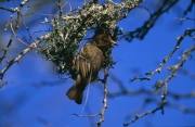 Kap-Webervogel bei Nestbau Anfangsphase (00016320)