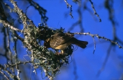 Kap-Webervogel baut ein neues Nest (00016322)