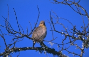Kap-Webervogel (00016335)