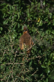 Braunfluegelmausvogel mit deutlich sichtbarem kraefti (00016350)