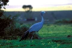 Blue Crane in the meadow (00010997)