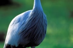 Blue Crane in the meadow (00011082)