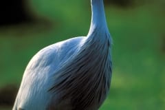 Blue Crane in the meadow (00011086)