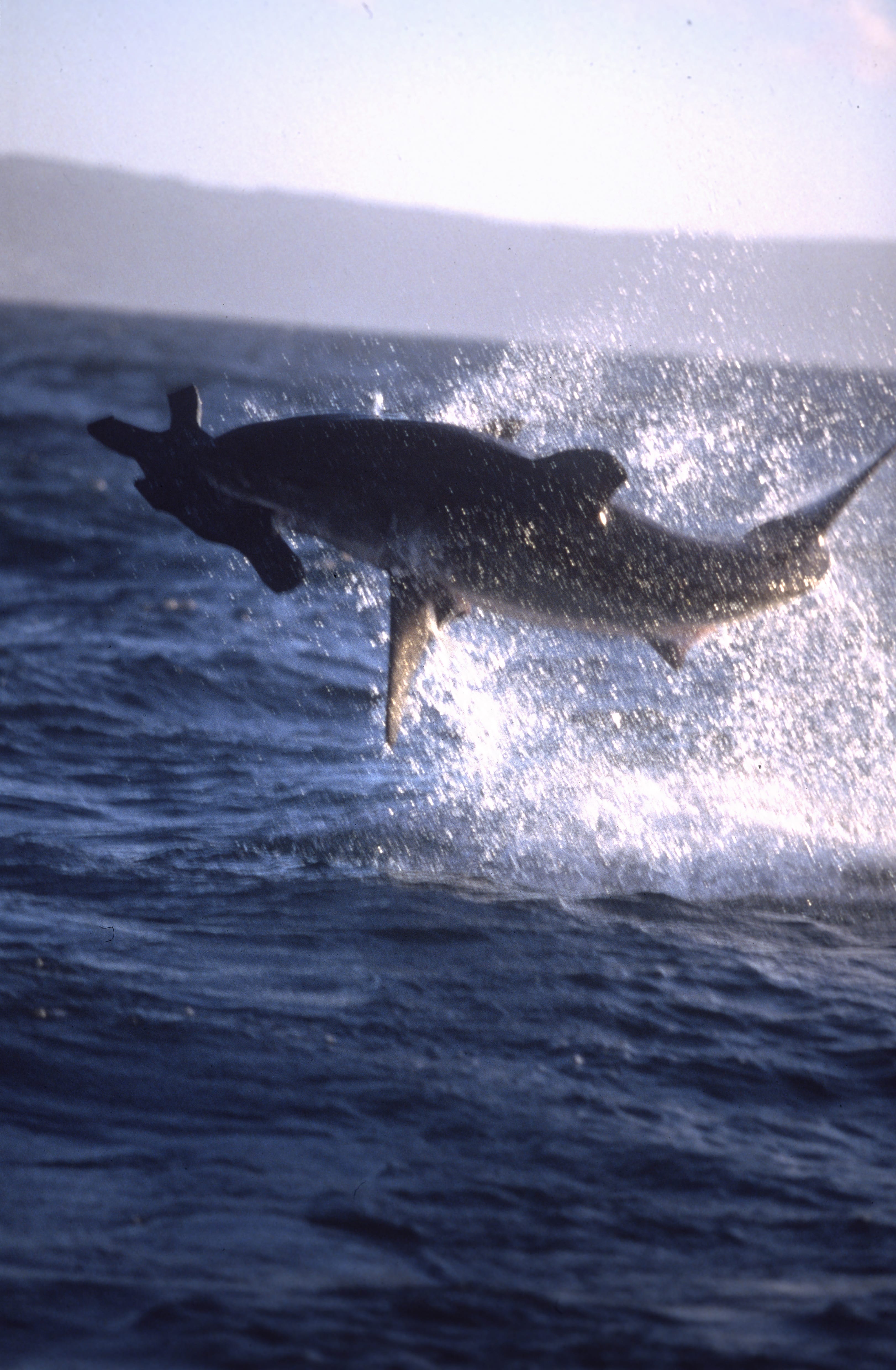 Springender Weißer Hai im spaeten Nachmittagslicht (00010247)