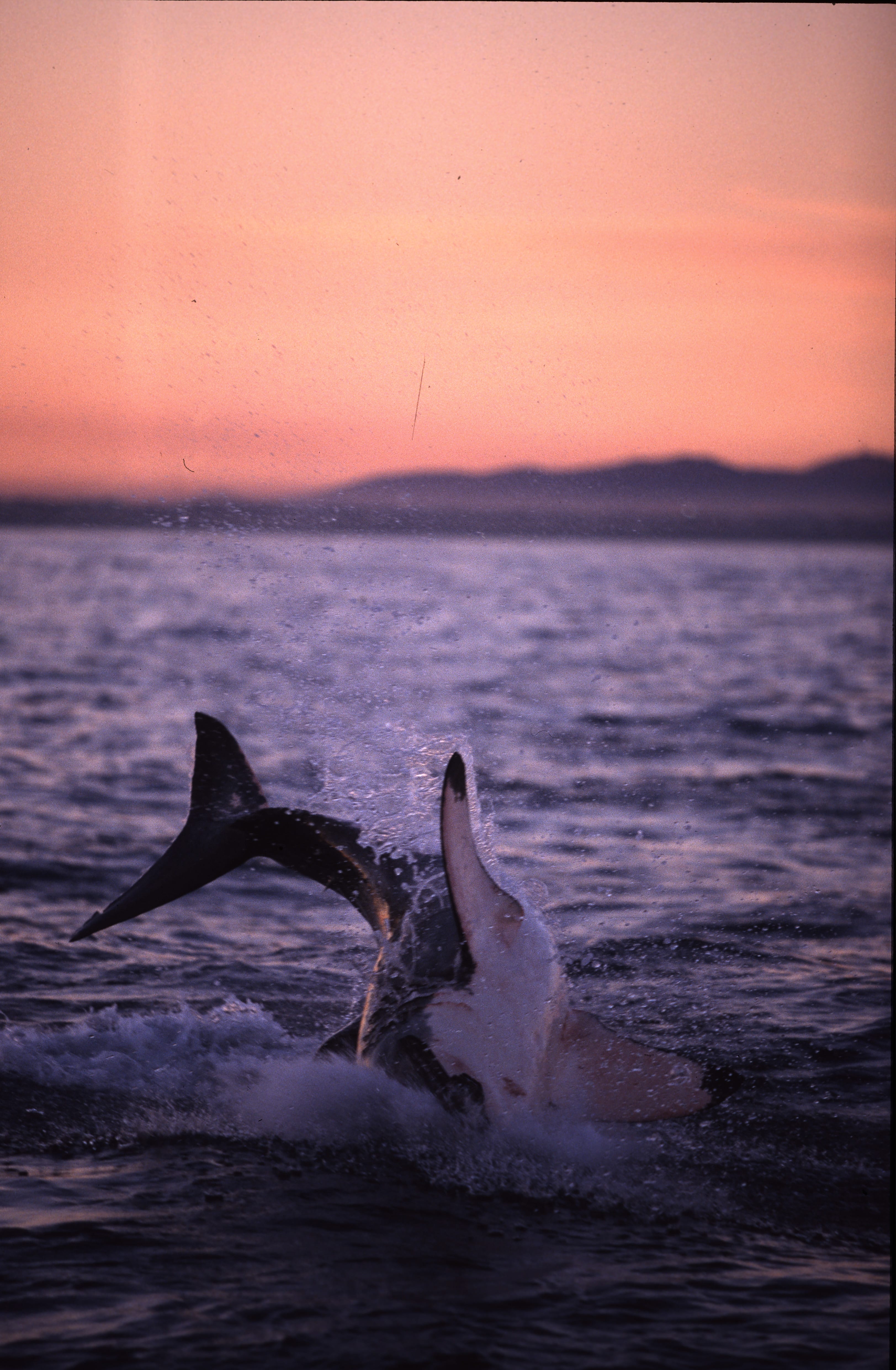 Springender Weißer Hai im letzten Abendlicht (00010259)