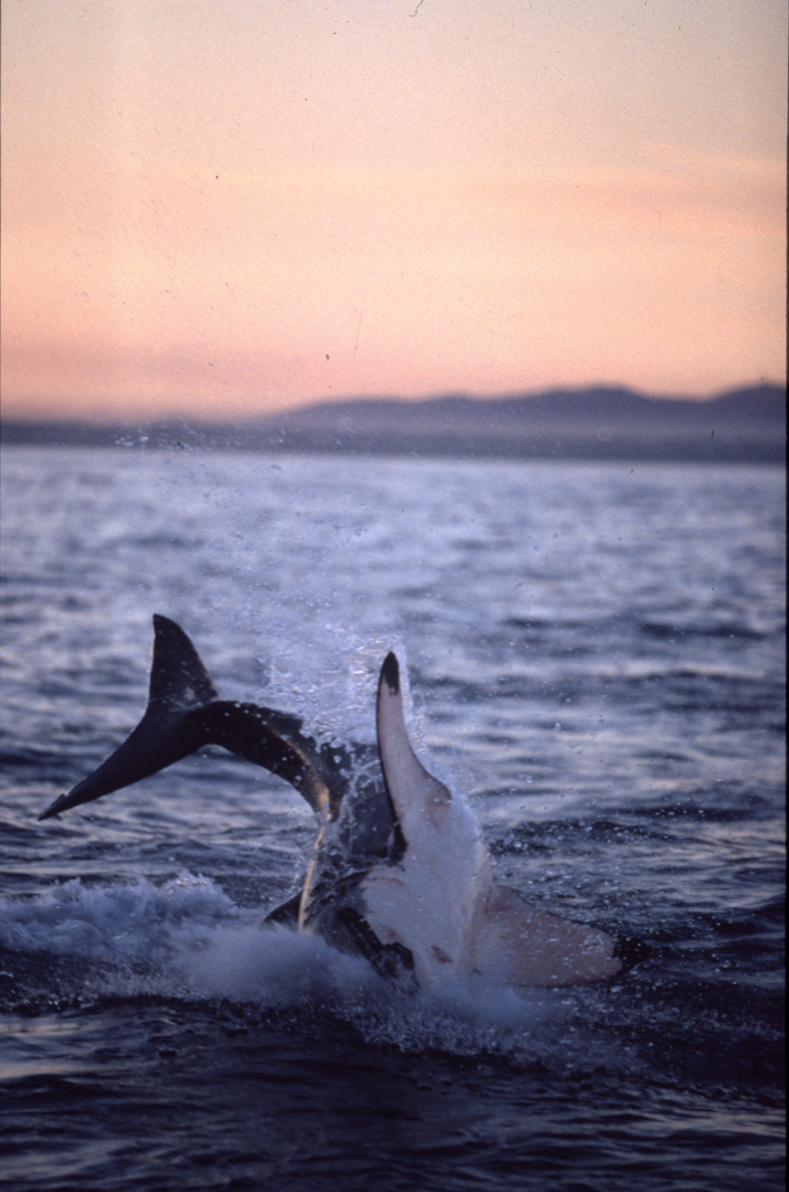 Springender Weißer Hai im letzten Abendlicht (00010260)