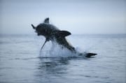 Breaching Great White Shark near Dyer Island (00000300)
