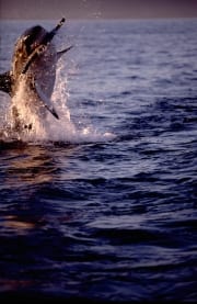 Springender Weißer Hai im letzten Abendlicht (00010238)