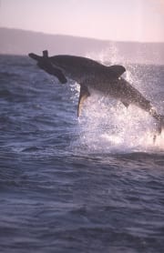Springender Weißer Hai im spaeten Nachmittagslicht (00010243)