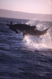 Springender Weißer Hai im spaeten Nachmittagslicht (00010246)