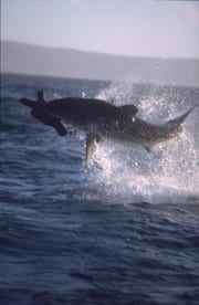 Springender Weißer Hai im spaeten Nachmittagslicht (00010248)