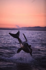 Springender Weißer Hai im letzten Abendlicht (00010257)