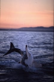 Springender Weißer Hai im letzten Abendlicht (00010258)