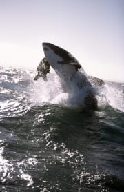 Springender Weißer Hai im spaeten Nachmittagslicht (00014479)